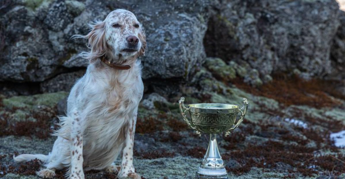 Distance means nothing to these 12 remarkable dog breeds – plus 2 born to keep going 1 Distance means nothing to these 12 remarkable dog breeds – plus 2 born to keep going