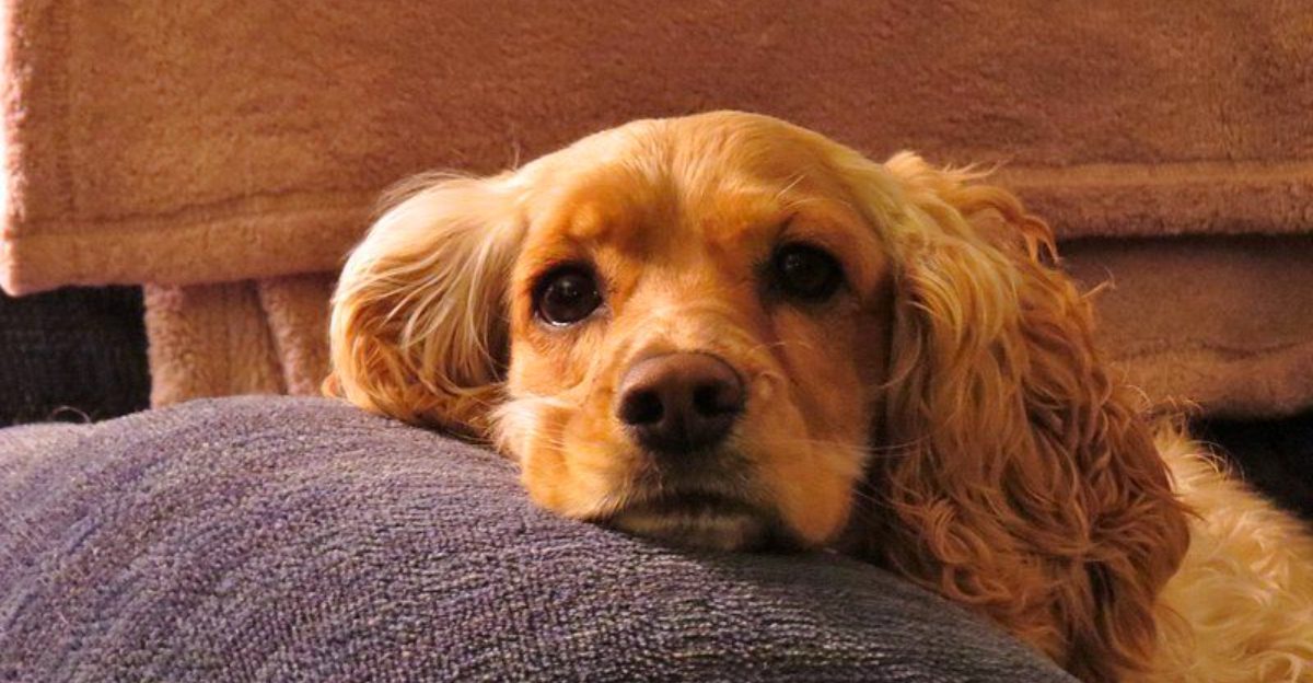 Dog ownership trends are changing, and these 14 breeds are feeling it 1 Dog ownership trends are changing and these 14 breeds are feeling it