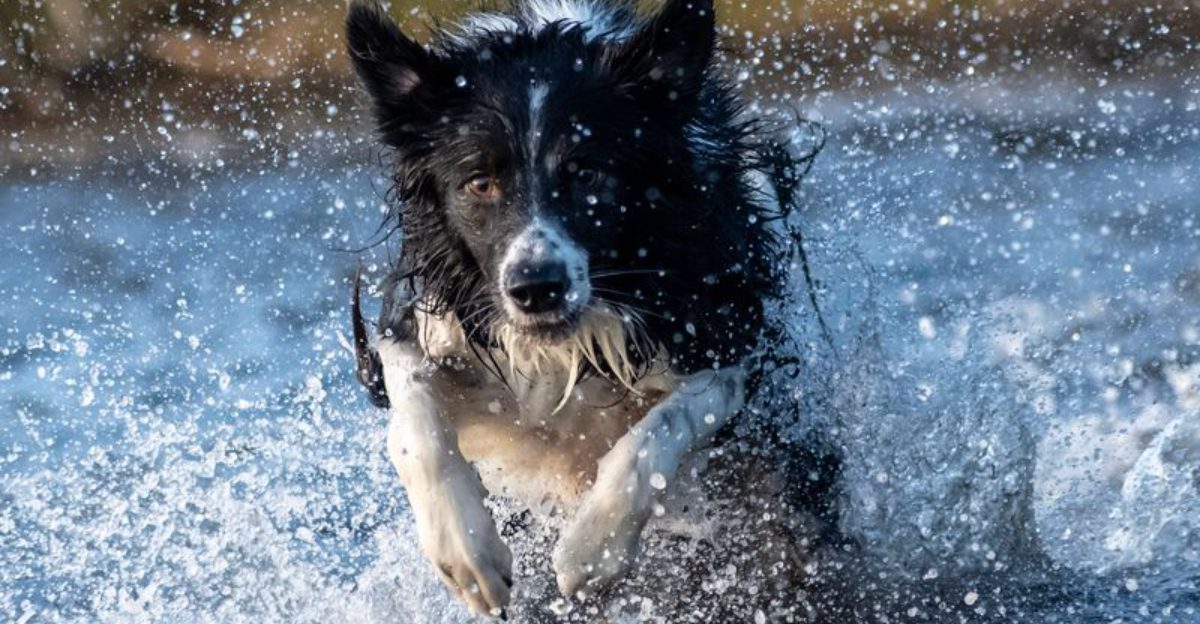 Don't let the cute faces fool you - These 13 dog breeds were built to move 1 Dont let the cute faces fool you These 13 dog breeds were built to move