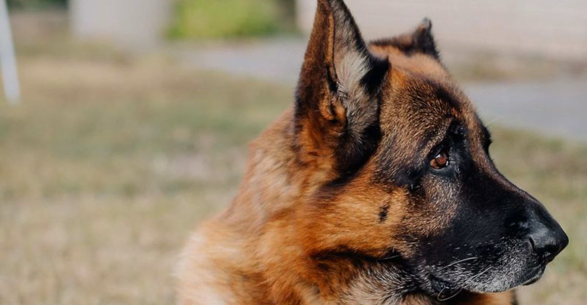 Earn the loyalty of these 13 dog breeds, and they'll guard you without hesitation 1 Earn the loyalty of these 13 dog breeds and theyll guard you without hesitation