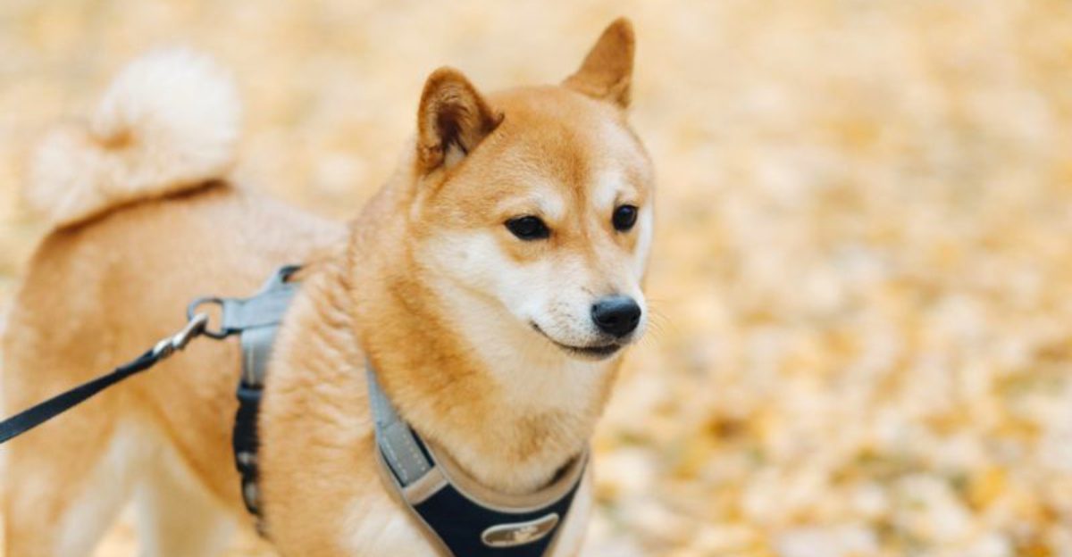 Forget blending in - these 11 unforgettable dog breeds were born to stand out 1 Forget blending in these 11 unforgettable dog breeds were born to stand out