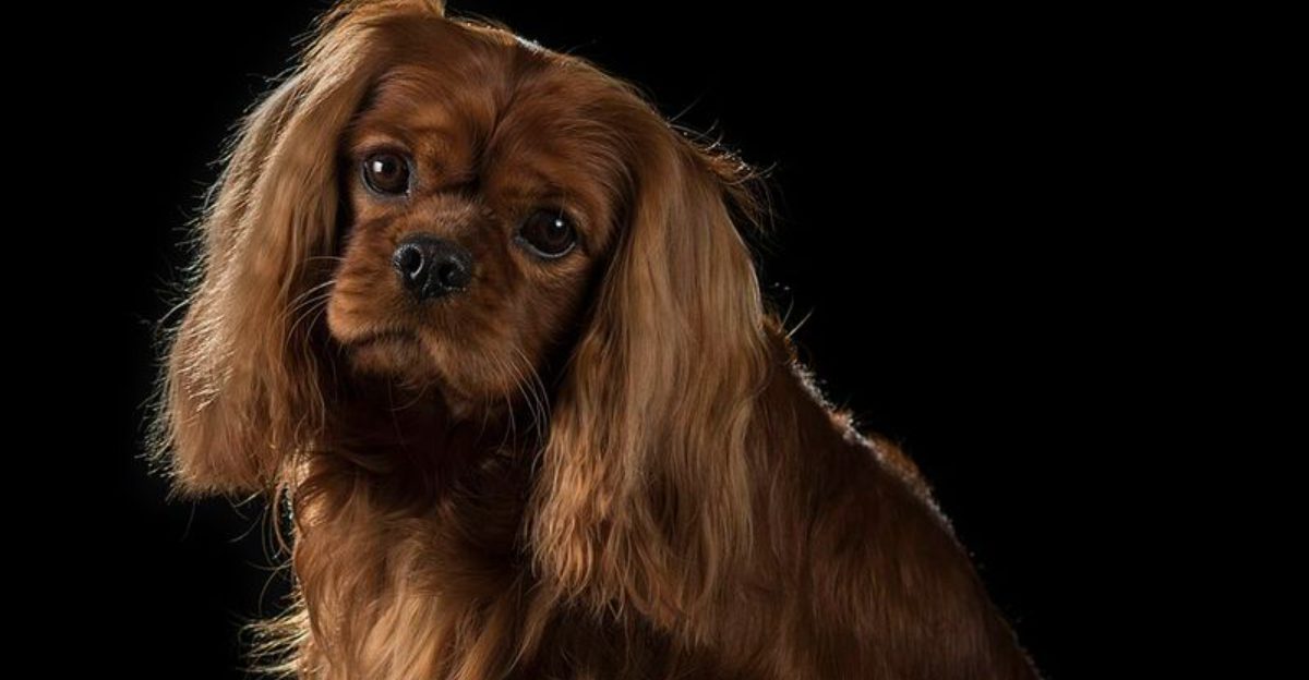 Friendly to a fault, these 14 dog breeds see a friend in everyone 1 Friendly to a fault these 14 dog breeds see a friend in everyone