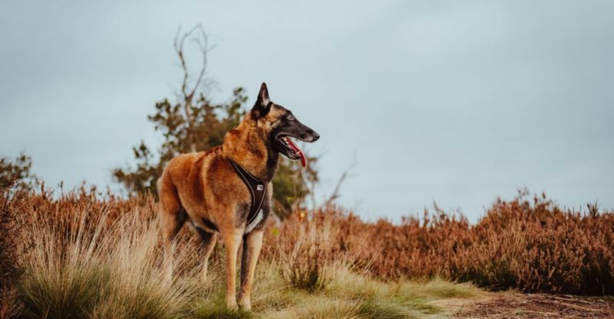 From instant friendship to quiet caution, these 12 dog breeds couldn't be more different around strangers 1 From instant friendship to quiet caution these 12 dog breeds couldnt be more different around strangers