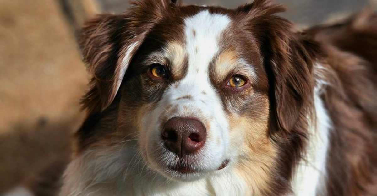Home doesn't feel complete to these 14 dog breeds unless you're there too 1 Home doesnt feel complete to these 14 dog breeds unless youre there too