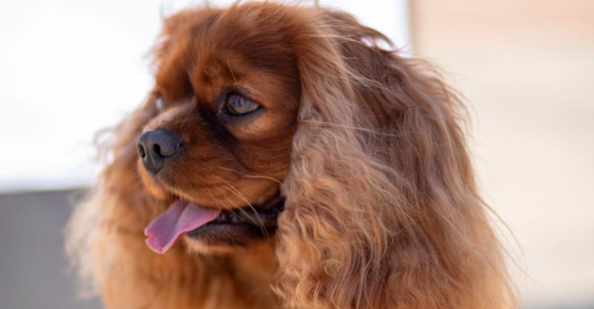 Long after puppyhood ends, these 13 dog breeds continue deepening the bond 1 Long after puppyhood ends these 13 dog breeds continue deepening the bond