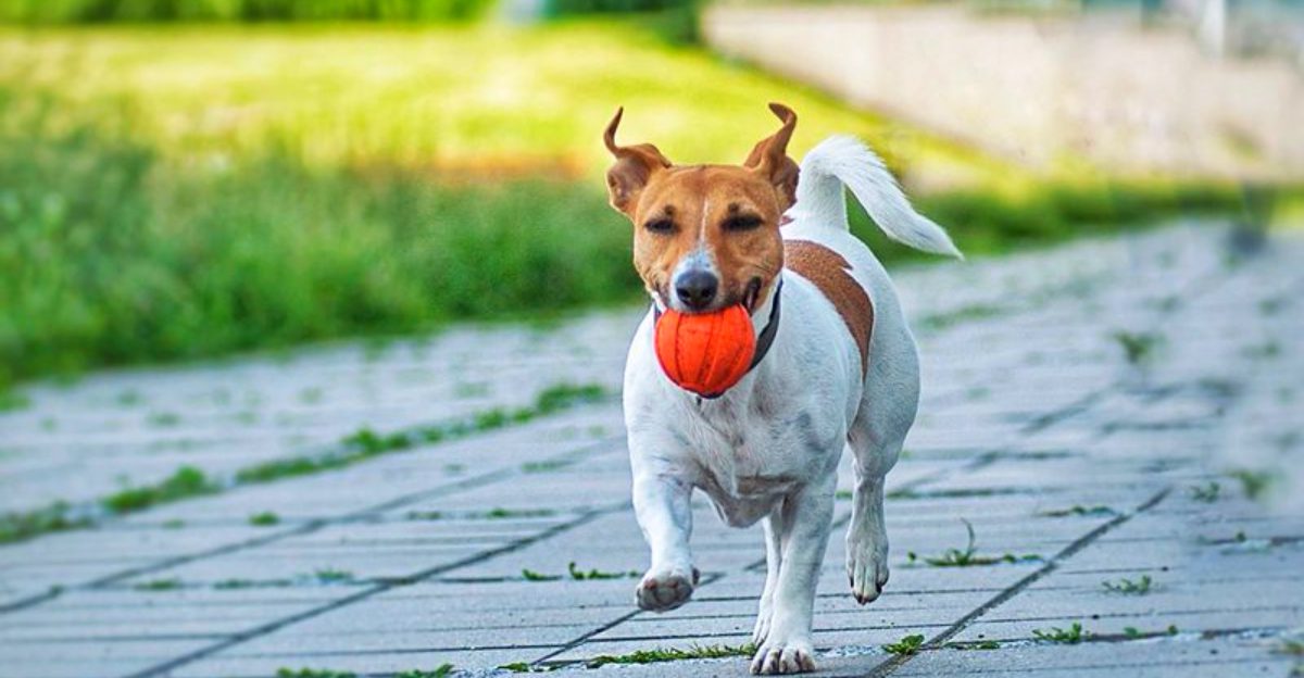 Love alone isn't enough for these 12 dog breeds to reach their full potential 1 Love alone isnt enough for these 12 dog breeds to reach their full potential