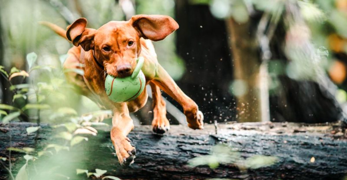 Many families give up on these 13 dog breeds before truly understanding them 1 Many families give up on these 13 dog breeds before truly understanding them