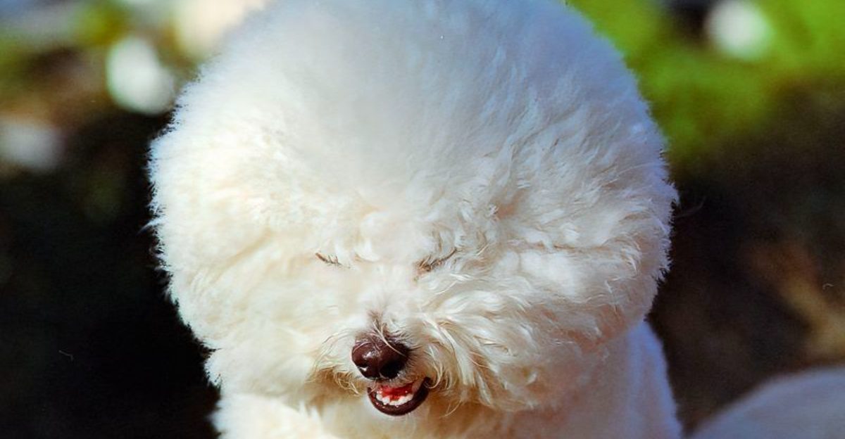 Moving, new family members, or a new routine? These 11 dog breeds often adapt with ease 1 Moving new family members or a new routine These 11 dog breeds often adapt with ease