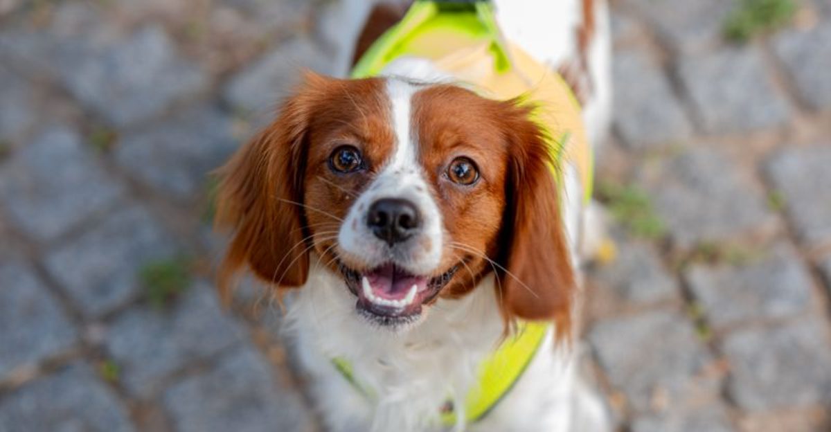 Owning these 9 dog breeds means you'll rarely spend a moment alone 1 Owning these 9 dog breeds means youll rarely spend a moment alone