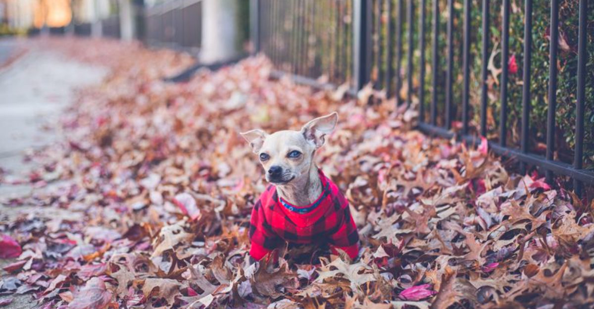 Privacy becomes optional when you live with these 11 dog breeds – plus 2 companions that supervise everything you do 1 Privacy becomes optional when you live with these 11 dog breeds – plus 2 companions that supervise everything you do