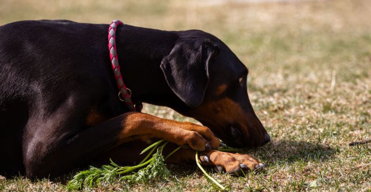 Puppy biting is common with these 11 dog breeds - but good habits start early 1 Puppy biting is common with these 11 dog breeds but good habits start early