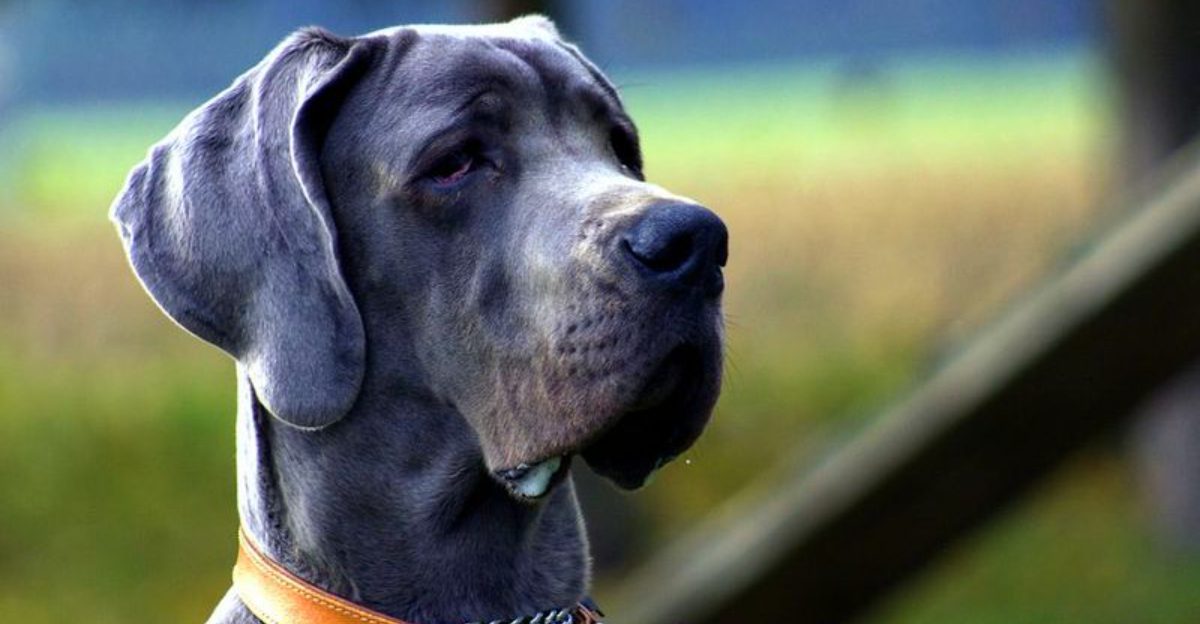 Quiet by nature, these 10 dog breeds fit peaceful homes beautifully 1 Quiet by nature these 10 dog breeds fit peaceful homes beautifully