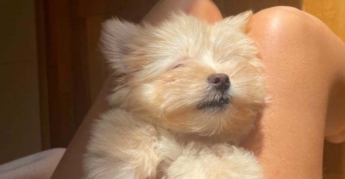 Sleeping close isn't just a habit for these 13 dog breeds - it's how they feel secure 1 Sleeping close isnt just a habit for these 13 dog breeds its how they feel secure