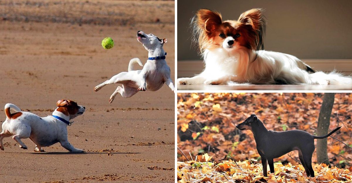 Small body, extraordinary brain - These 15 dog breeds outsmart dogs twice their size 1 Small body extraordinary brain These 15 dog breeds outsmart dogs twice their size