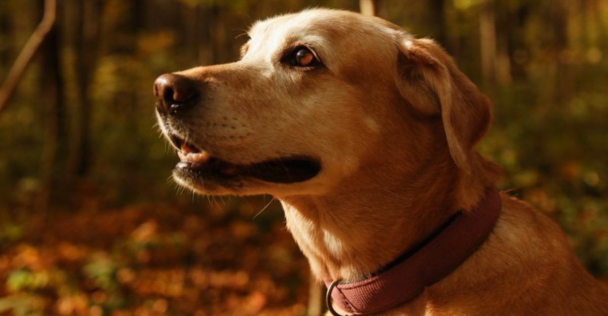 Swimming is exciting. Baths are another story for these 12 dog breeds 1 Swimming is exciting. Baths are another story for these 12 dog breeds