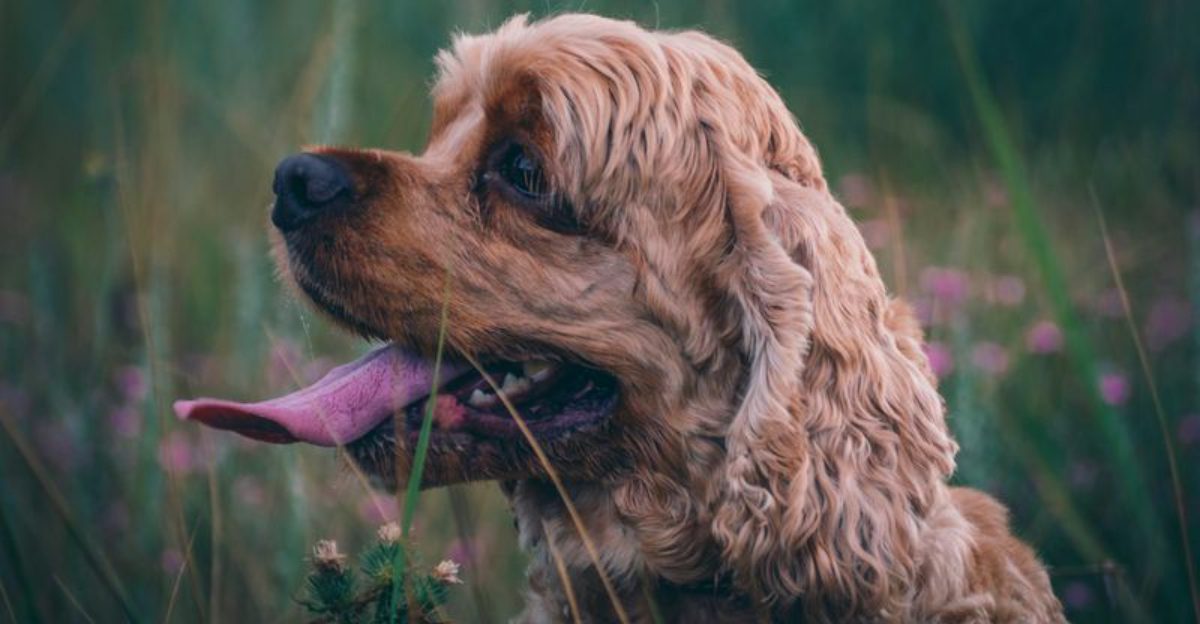 The popularity of designer dogs has made these 11 breeds harder to recognize than ever 1 The popularity of designer dogs has made these 11 breeds harder to recognize than ever