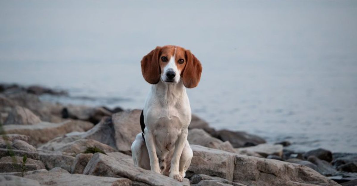 The secret behind these 10 dog breeds isn't training - it's centuries of carefully selected instincts 1 The secret behind these 10 dog breeds isnt training its centuries of carefully selected instincts