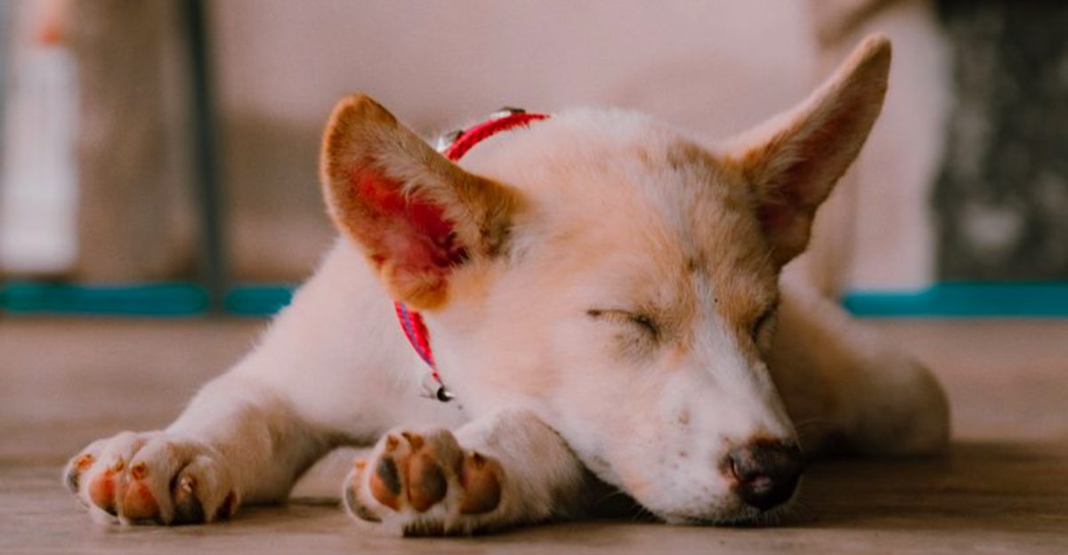 These 10 changes in behavior could be your dog's way of asking for help 1 These 10 changes in behavior could be your dogs way of asking for help