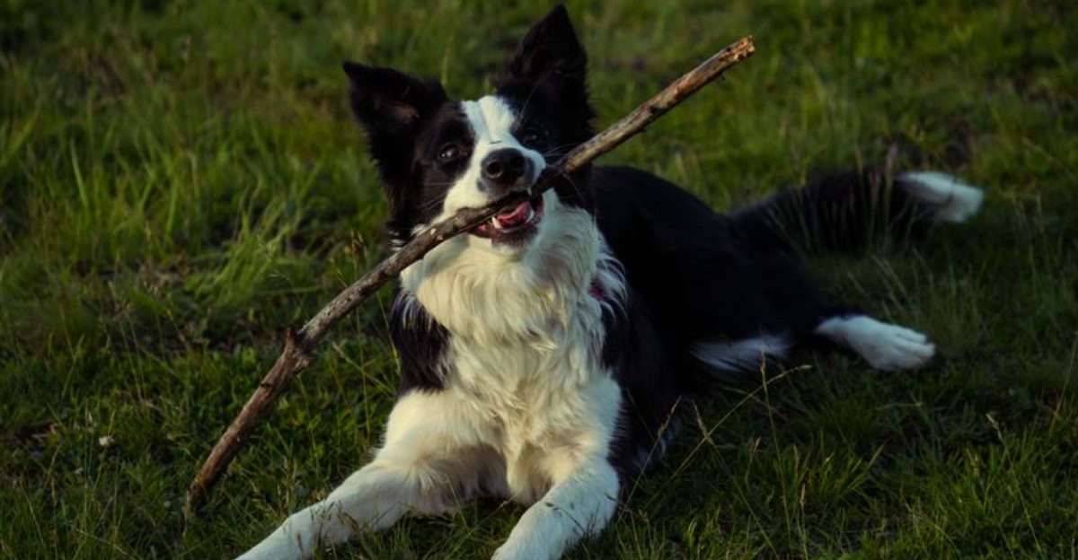 These 11 devoted dog breeds never seem far away – plus 2 inseparable companions 1 These 11 devoted dog breeds never seem far away – plus 2 inseparable companions