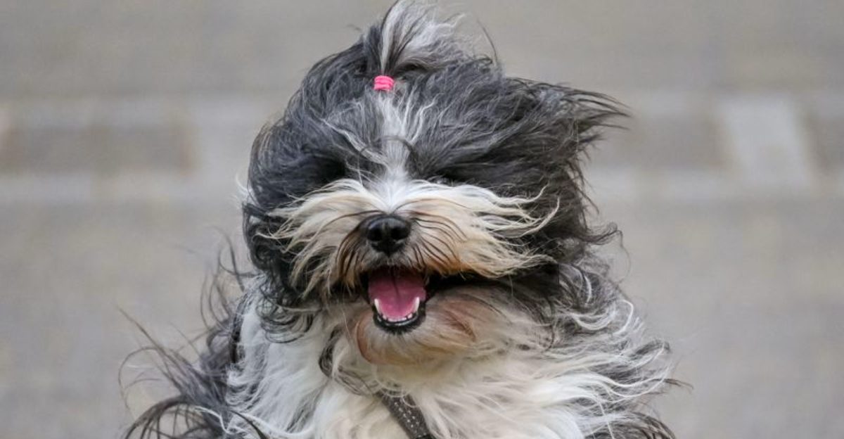 These 11 dog breeds stay stunning - until brushing becomes an afterthought 1 These 11 dog breeds stay stunning until brushing becomes an afterthought