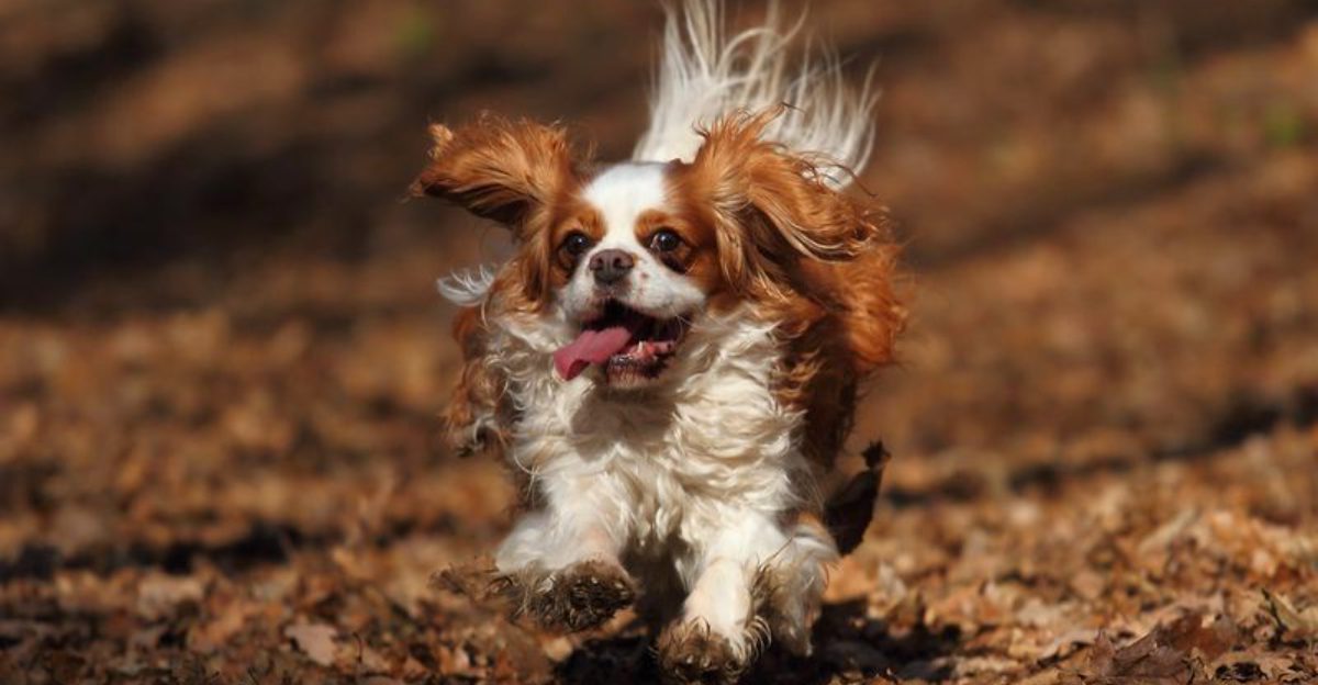 These 12 dog breeds can completely change the atmosphere inside your home 1 These 12 dog breeds can completely change the atmosphere inside your home