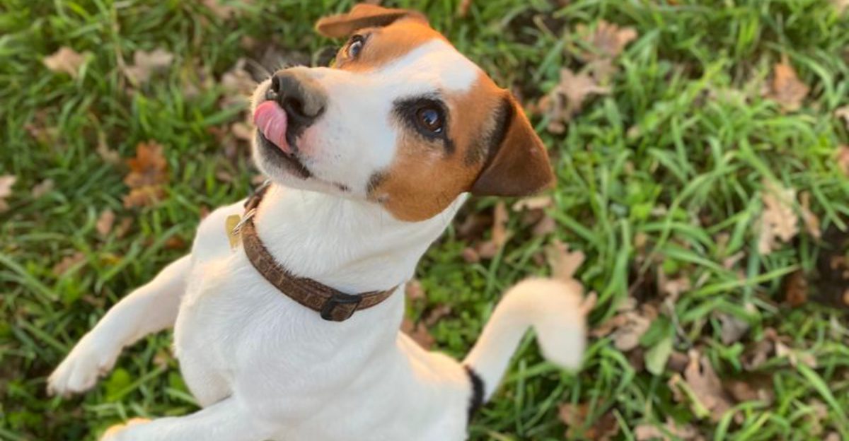 These 13 dog breeds spark the biggest training debates - plus 3 that seem easier to teach 1 These 13 dog breeds spark the biggest training debates plus 3 that seem easier to teach