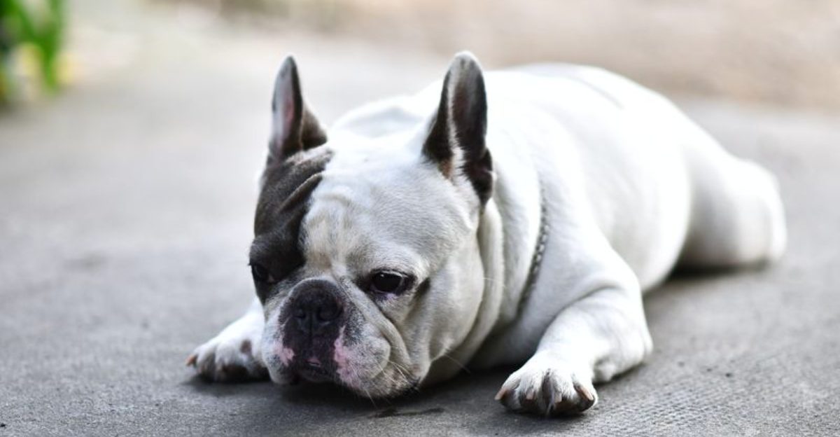 These 9 dog breeds often snore, but owners should know when it's something more 1 These 9 dog breeds often snore but owners should know when its something more