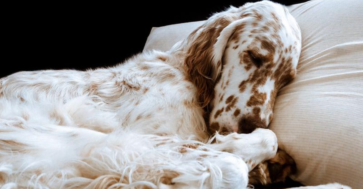 While everyone chases popular breeds, these 12 quietly earn lifelong fans 1 While everyone chases popular breeds these 12 quietly earn lifelong fans