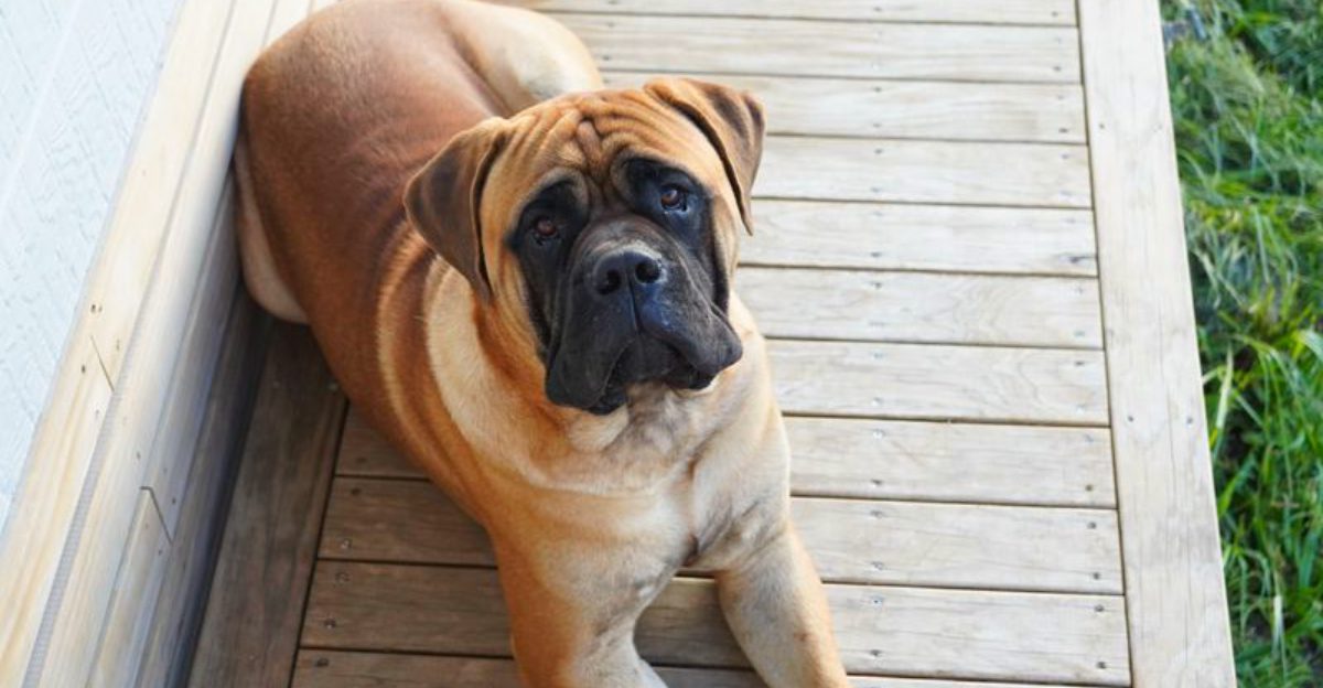 Without consistent rules, these 12 dog breeds may start guarding more than they should 1 Without consistent rules these 12 dog breeds may start guarding more than they should