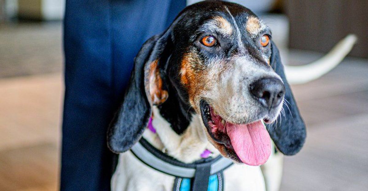 Give these 12 dog breeds a scent to follow and watch their instincts take over 1 featured image 120ed6c2cc40