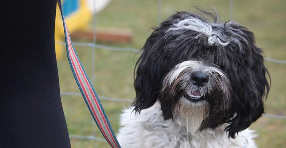 The best-kept secret among experienced owners may be these 13 underrated dog breeds 1 featured image 4d4fcc0630e3