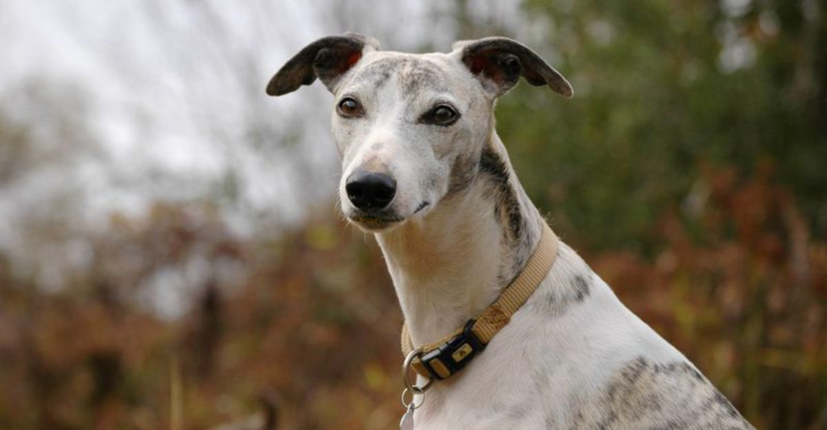 Popularity and satisfaction don't always go together - and these 11 dog breeds prove it 1 featured image 769a2efe2972