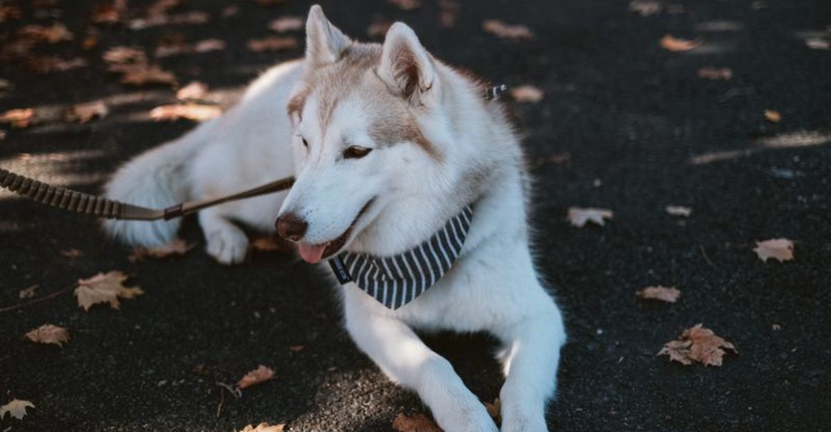 Friendly with people. Competitive with dogs. These 11 breeds often balance both 1 featured image 95838910169d