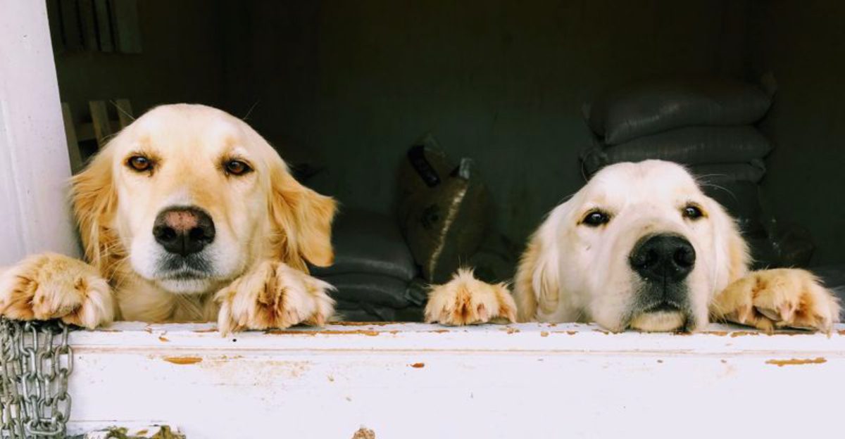 The way these 12 dog breeds handle strangers may completely change the breed you choose 1 featured image fb24a7509563