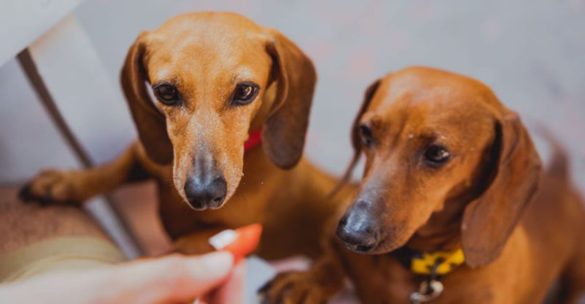 These 13 dog breeds stay loyal long after the bond is formed - plus 2 owners never forget 1 featured image fc73be23954c