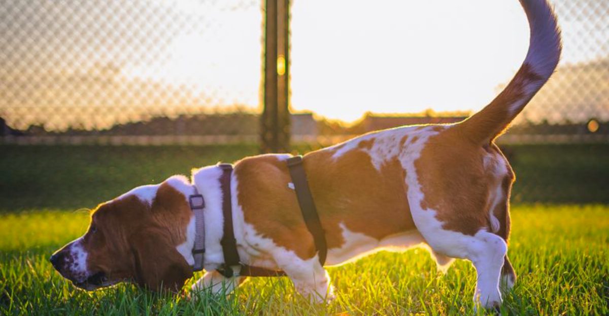 10 dog breeds that always find the one smell owners hoped they would avoid - plus 2 repeat offenders 1 featured image fd3bdca57d49