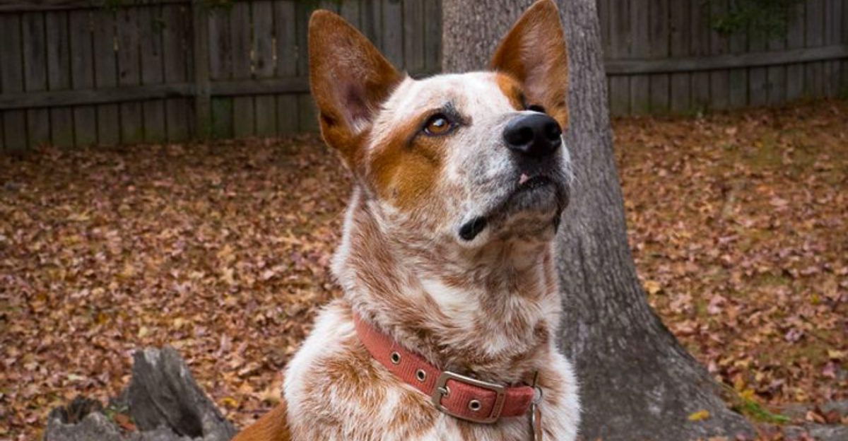 A well-planned routine helps these dog breeds flourish indoors 1 featured image 016ea151ad4f