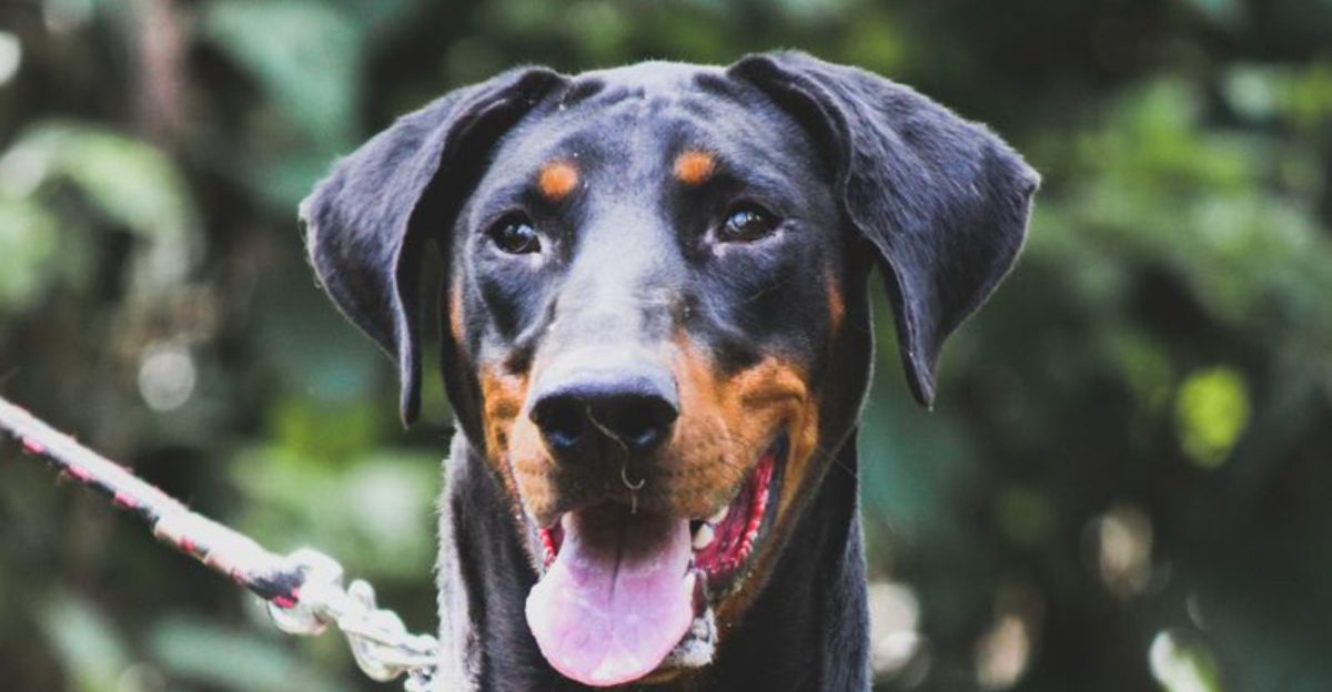 Living with these dog breeds can become more rewarding with every stage of life 1 featured image 036b02e48596 d3ca9b0e6995