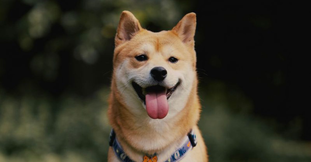 These dog breeds earned a stubborn reputation - yet mindless repetition rarely works on them 1 featured image 050d00d19d1a c6c230839e94