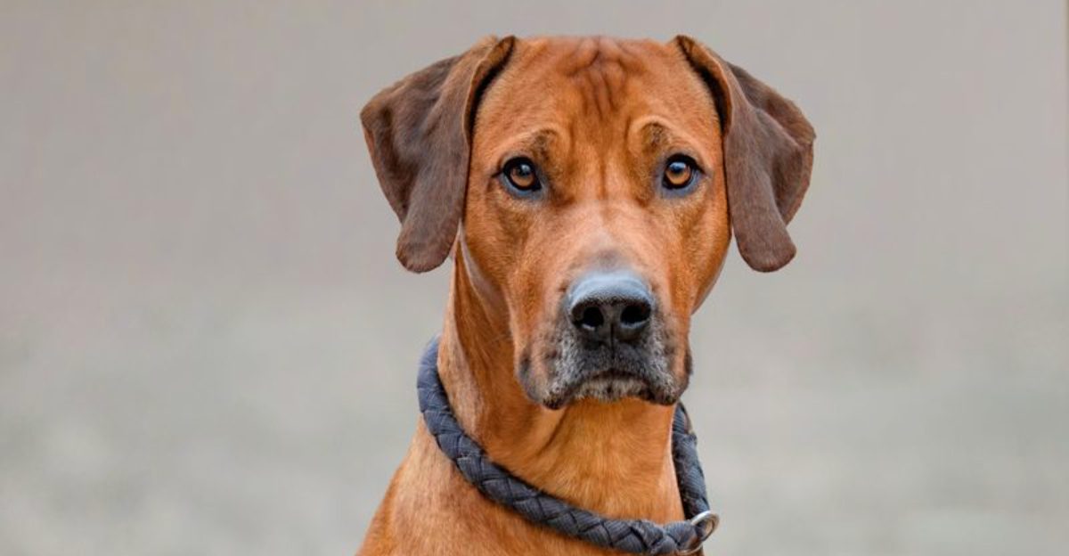 The most comfortable relationships often come from these 11 quietly confident dog breeds 1 featured image 07808c471bbd