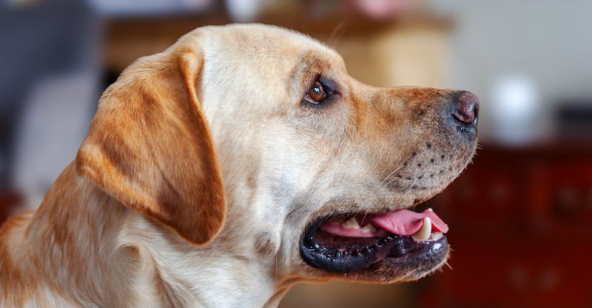 Some dogs take months to decide you're their person - These breeds may start much sooner 1 featured image 08887b13cb47 7ce254d7a5f9