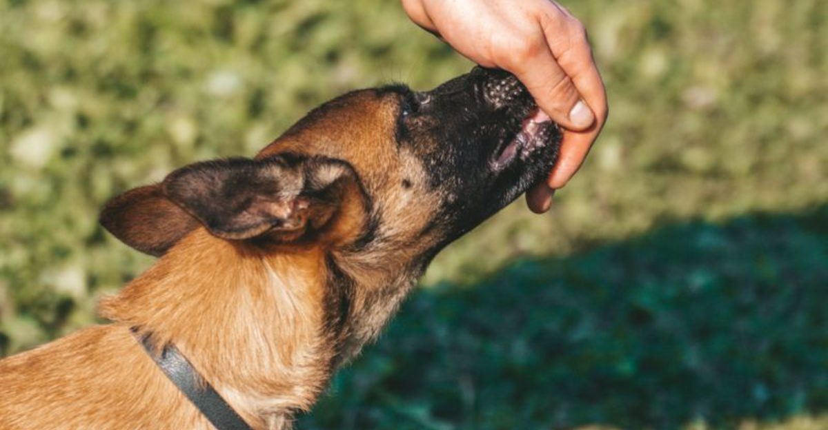 The real personality of these dog breeds only appears after they settle into a family 1 featured image 090477247099