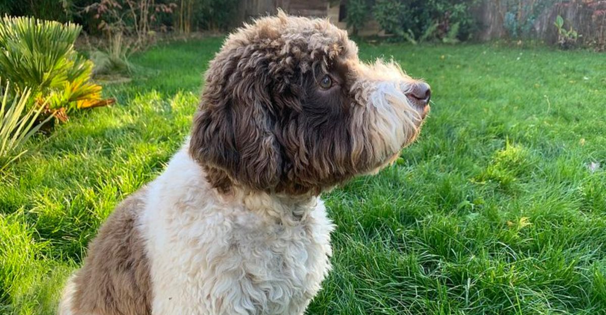 Many owners with allergies begin their search with these well-known dog breeds 1 featured image 0a51fbc38501 84d0bce917d8