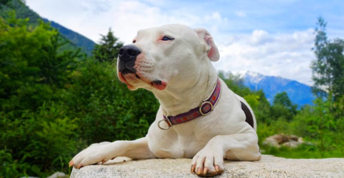 These dog breeds weren't developed for easy quarry - their hunting histories involved serious challenges 1 featured image 0c8293bbaec5 f2e2edbeb9bc