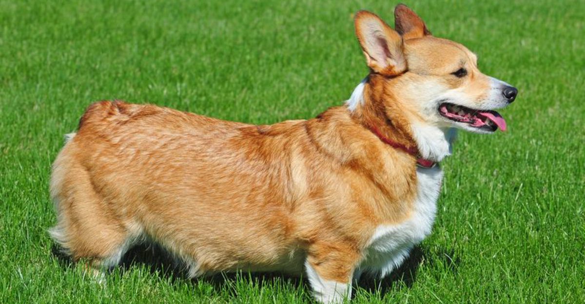 Busy households ask a lot from a dog - These breeds often have qualities families appreciate 1 featured image 0ddcce50d655 a08548878e9f