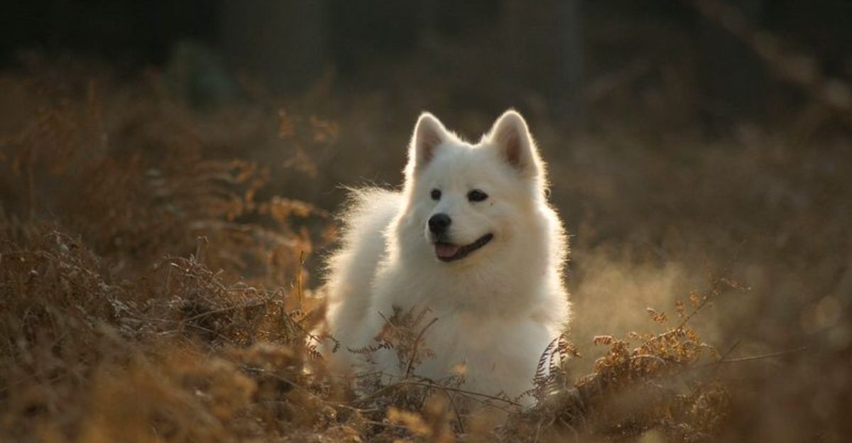 Some dog breeds don't hide what they're feeling - and owners appreciate them for it 1 featured image 1358501ae26f