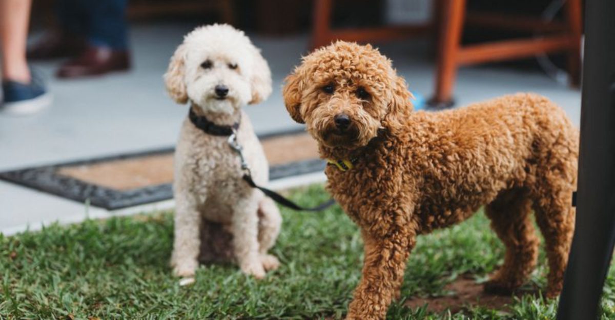 Already have pets? These dog breeds may be much less interested in starting a household rivalry 1 featured image 142fcc352006 ff7807bdad62