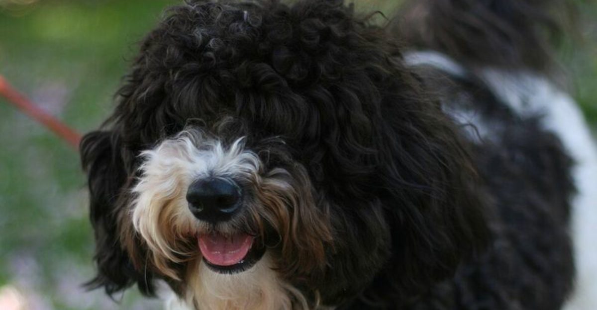 If big life changes are ahead, these dog breeds often handle the transition beautifully 1 featured image 150c3edf7d12