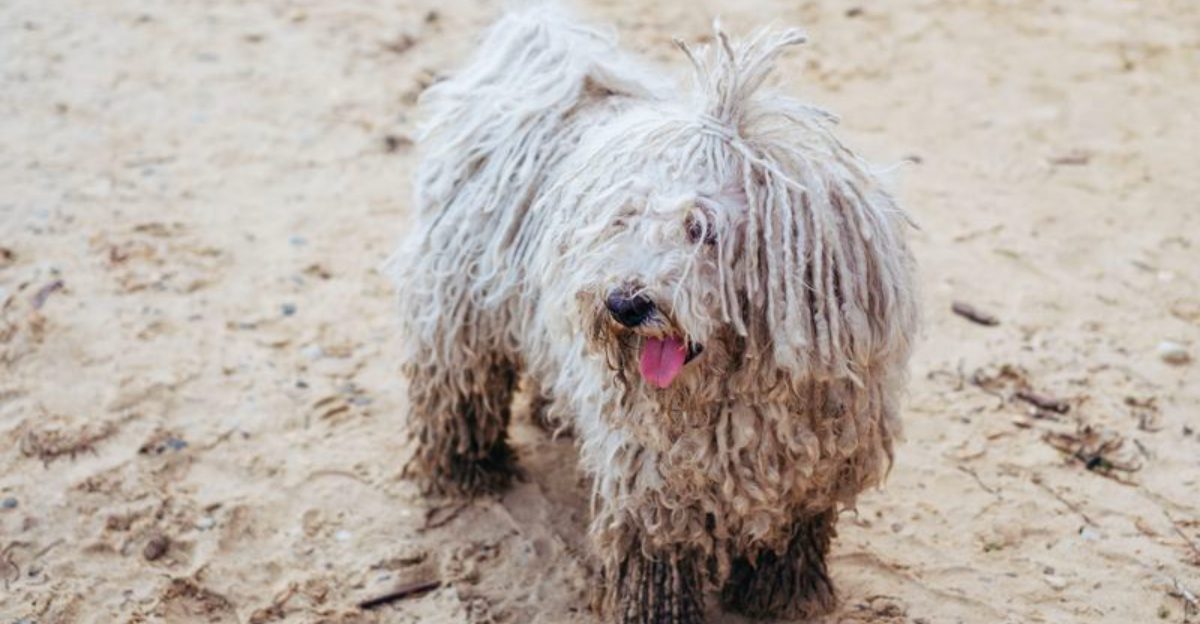 Think you've seen every kind of dog? These extraordinary breeds may prove otherwise 1 featured image 1644e23dd3fd da9626891b9e
