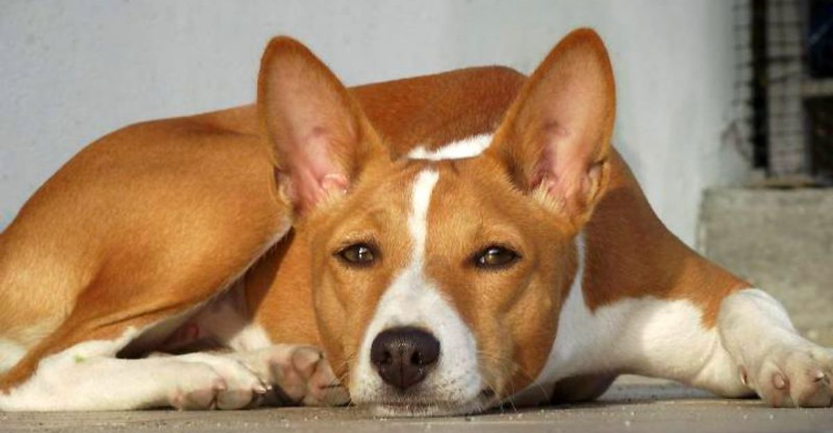 Owning dogs for years doesn't automatically prepare you for breeds that were developed to think independently 1 featured image 17bb980c33a7 8e948ea4431a